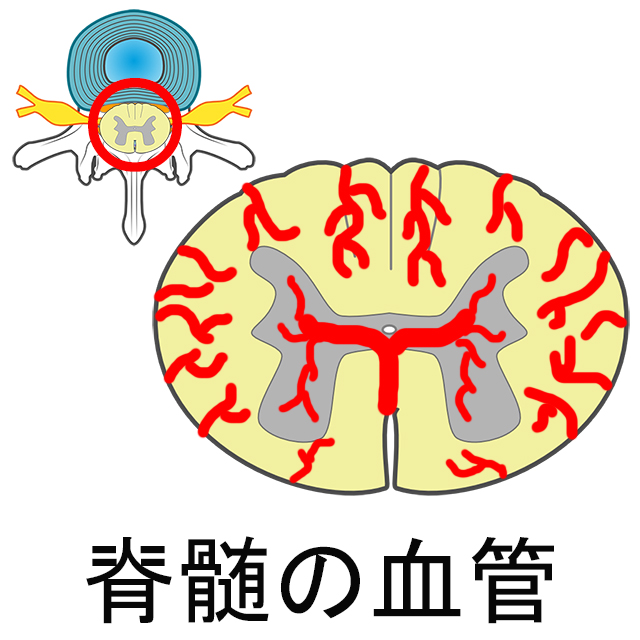 背髄の血管構造を示したイラスト。断面図で血管の走行が赤く描かれている